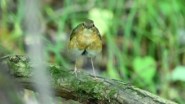 Indian Blue Robin - ML639367663