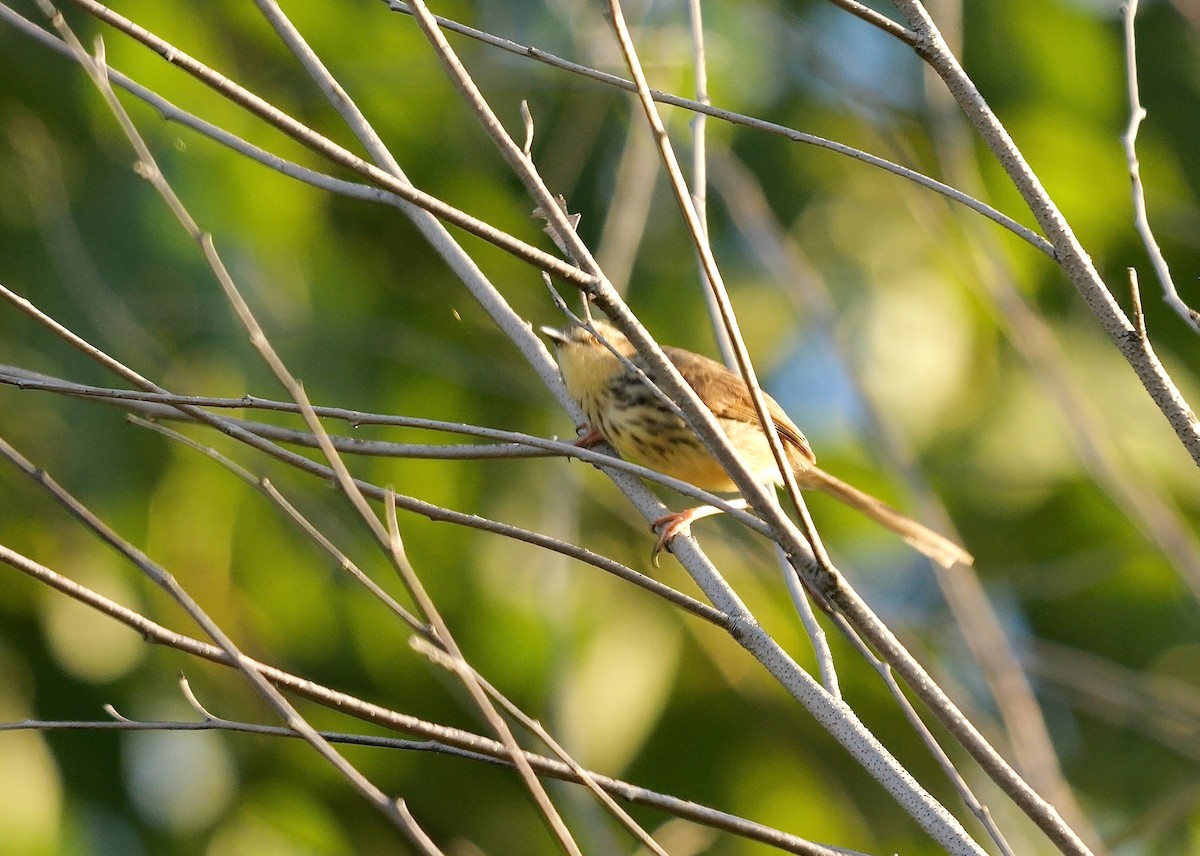 Drakensberg Prinia - ML639367705