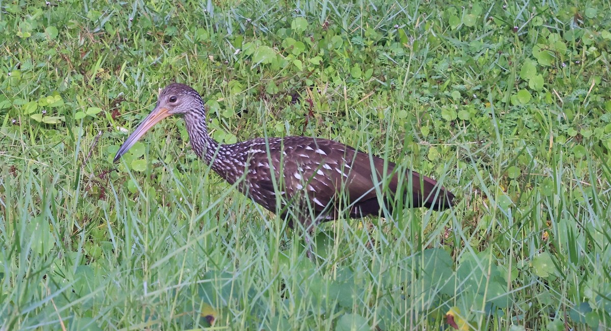 Limpkin - ML639367743