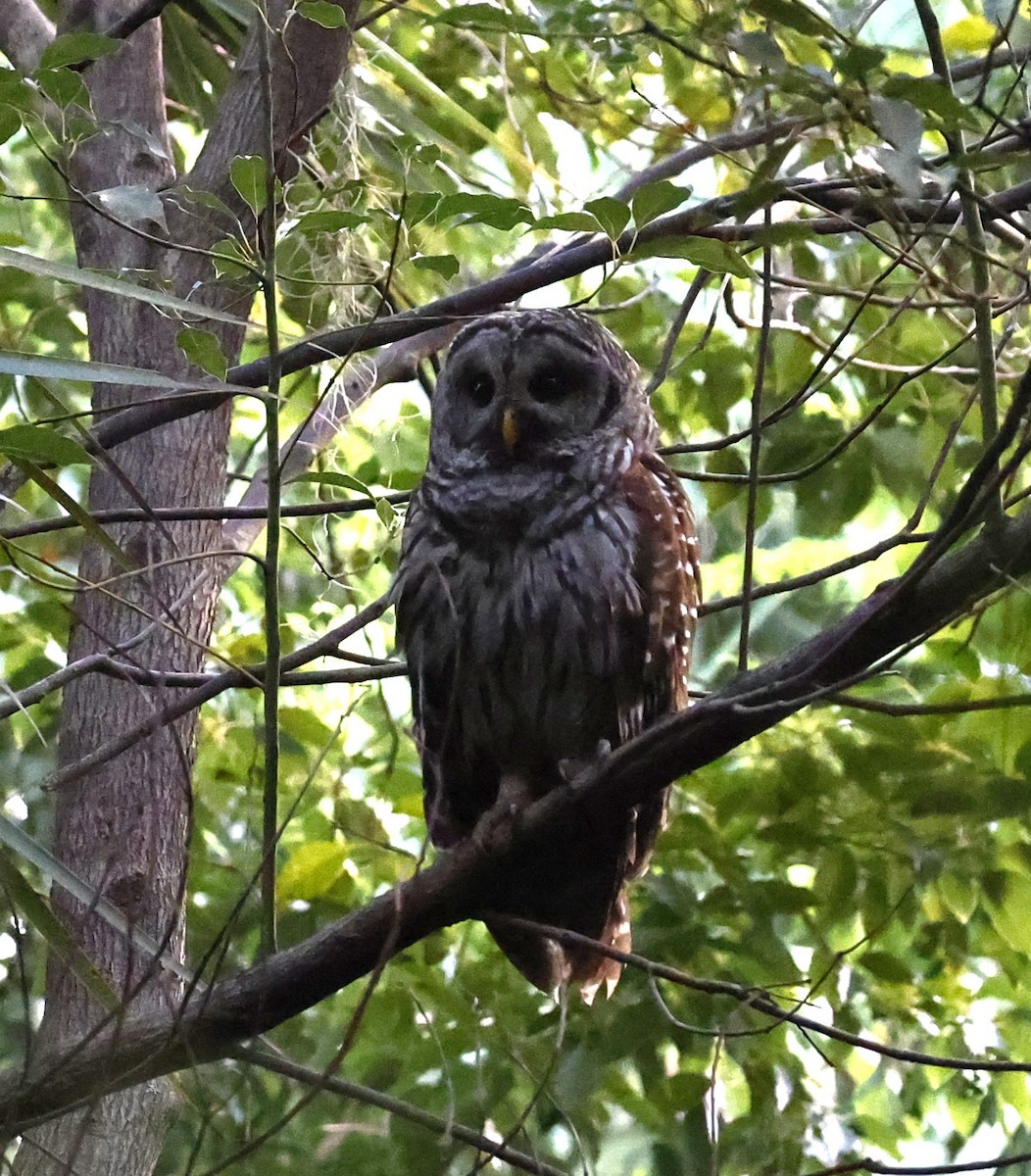 Barred Owl - ML639367749