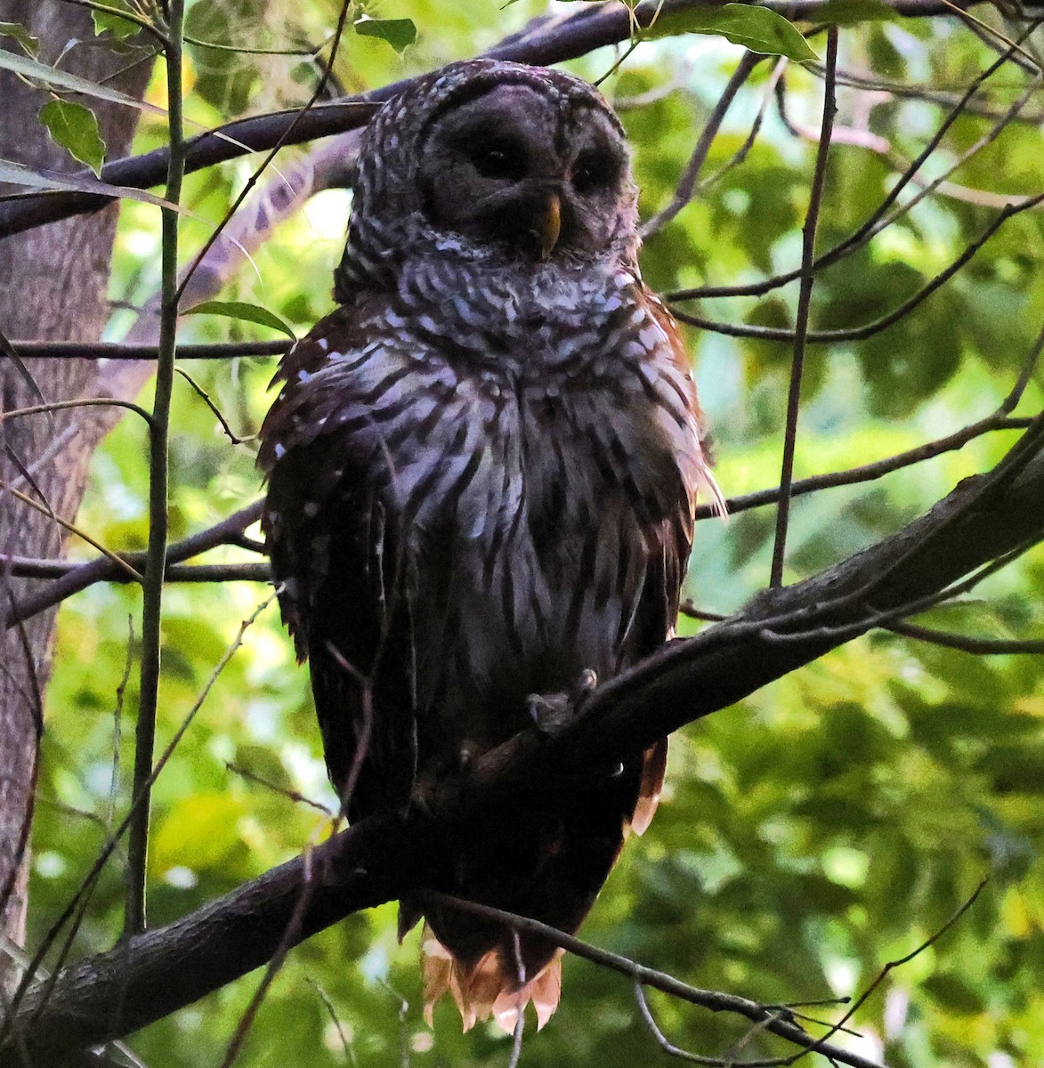 Barred Owl - ML639367750