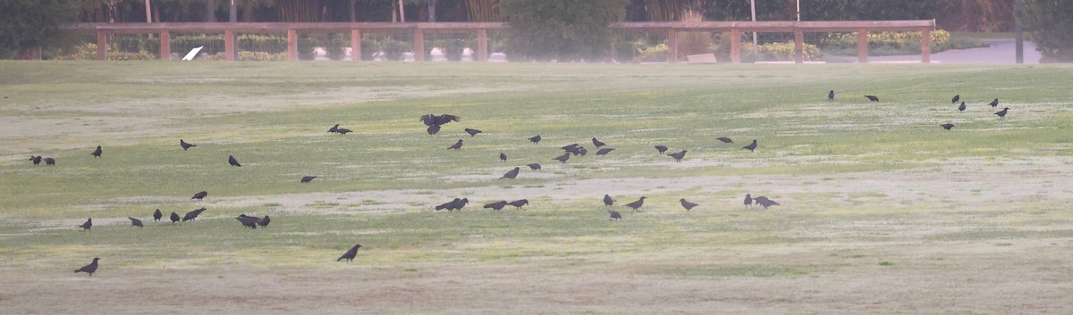 Fish Crow - ML639367753