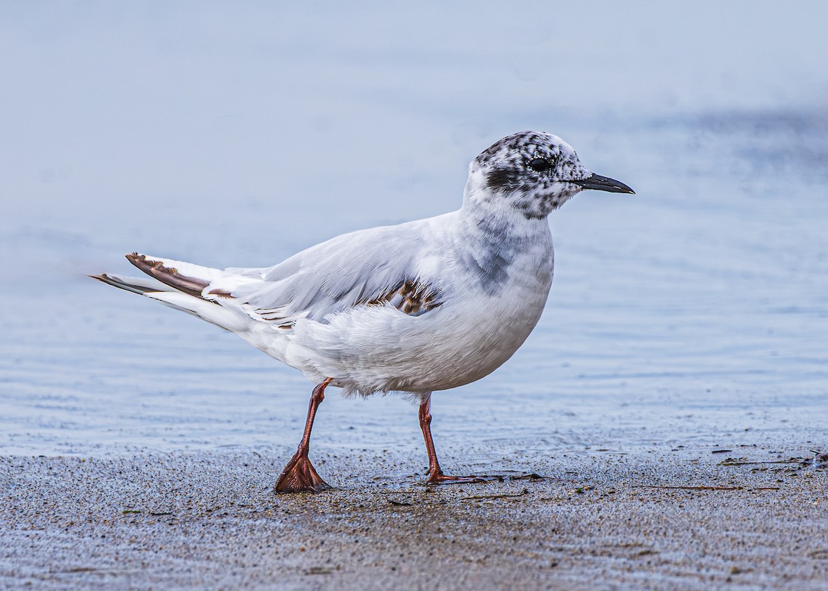 Little Gull - ML639367757