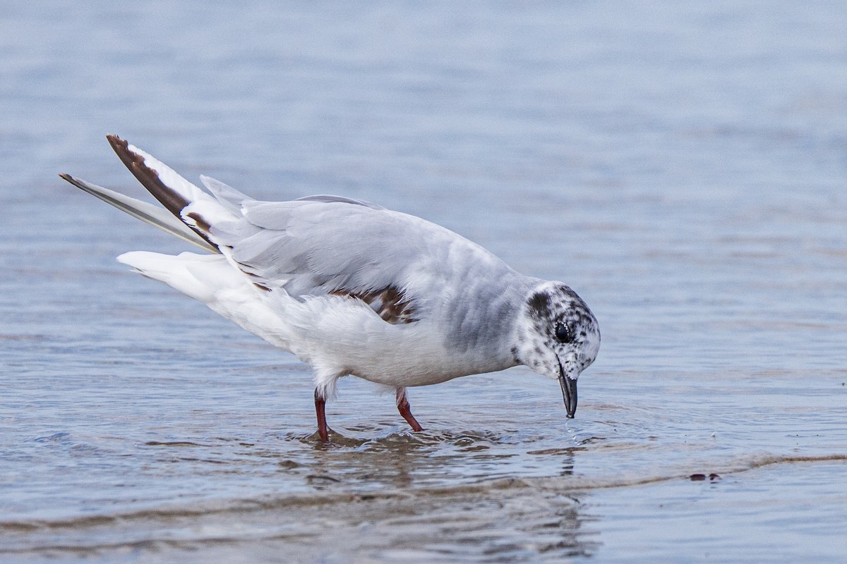 Little Gull - ML639367758