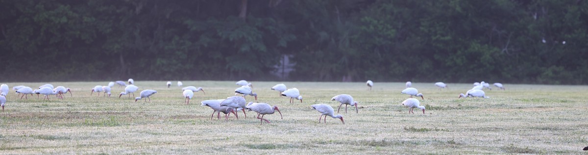 White Ibis - ML639367765