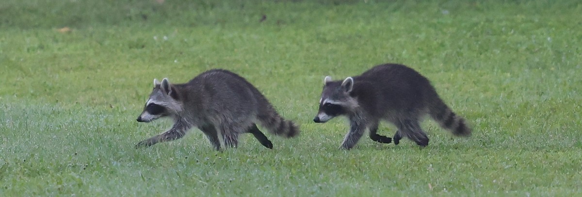 Common Raccoon - ML639367769