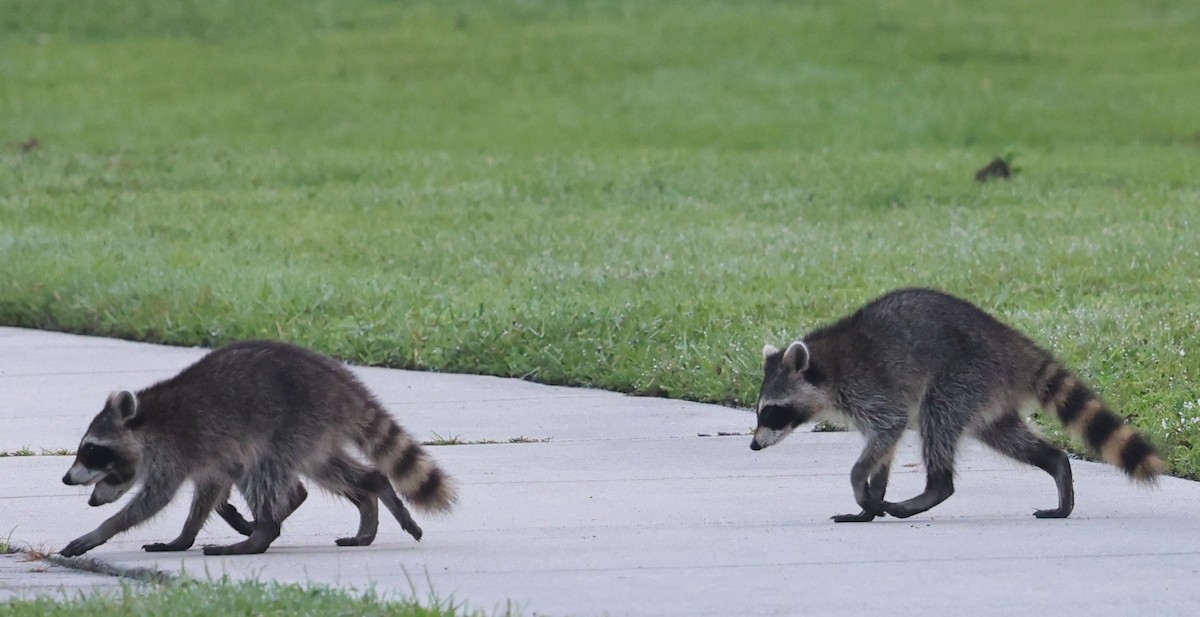 Common Raccoon - ML639367770