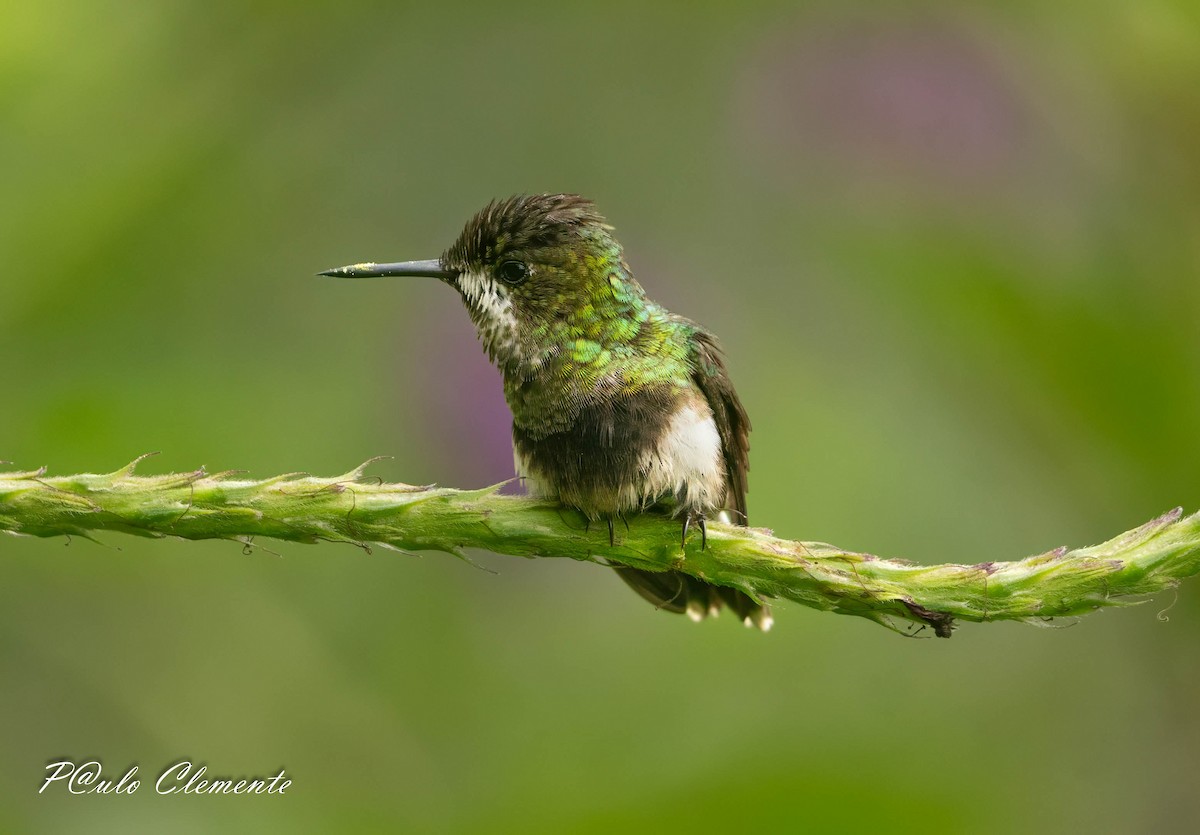 Black-bellied Thorntail - ML639367776