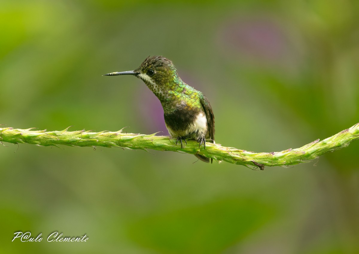 Black-bellied Thorntail - ML639367777