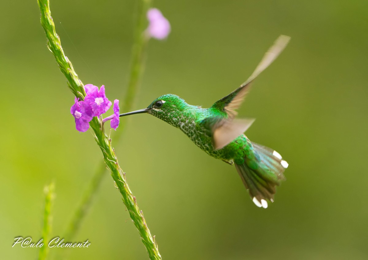 Rufous-vented Whitetip - ML639367858