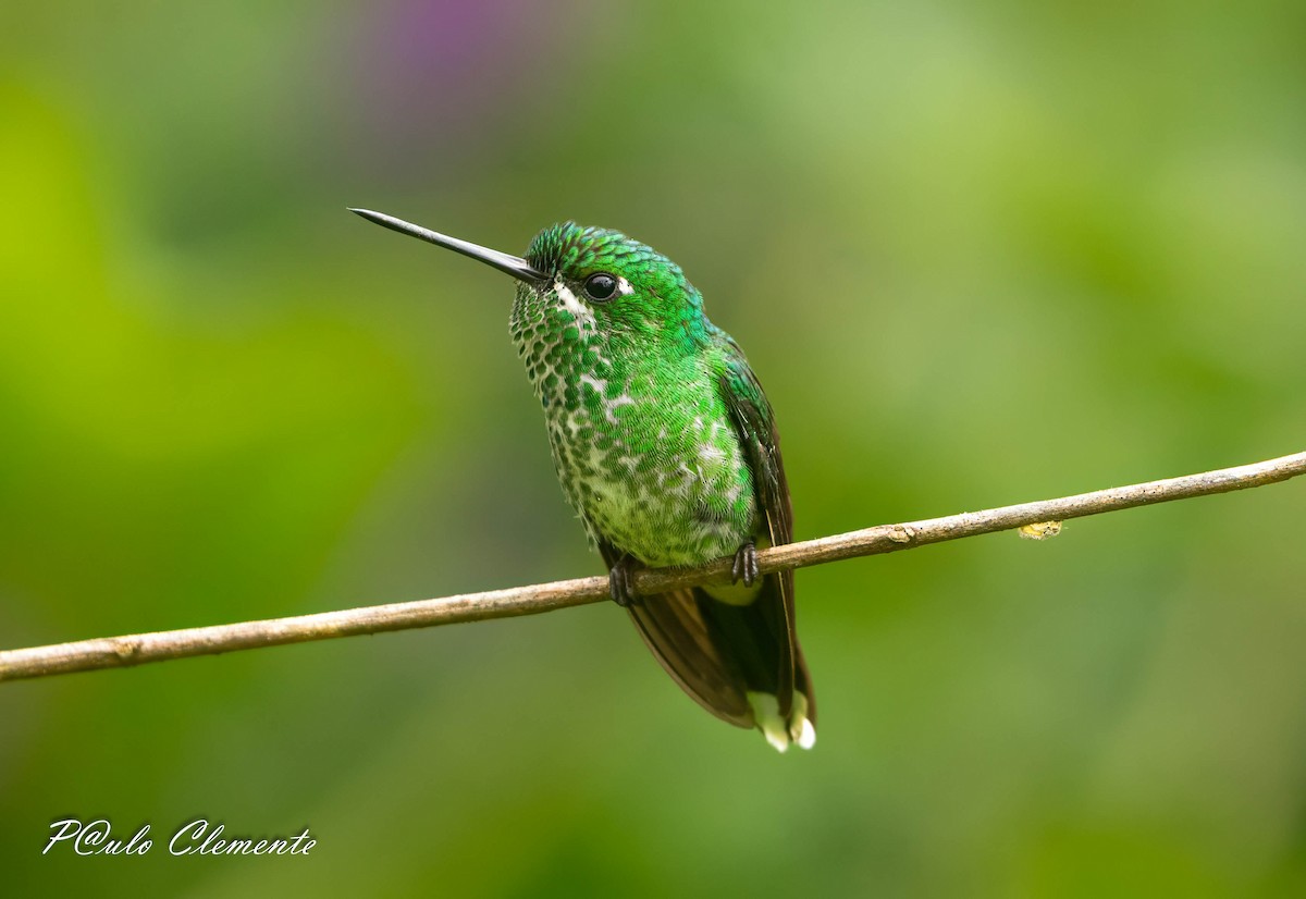 Rufous-vented Whitetip - ML639367859