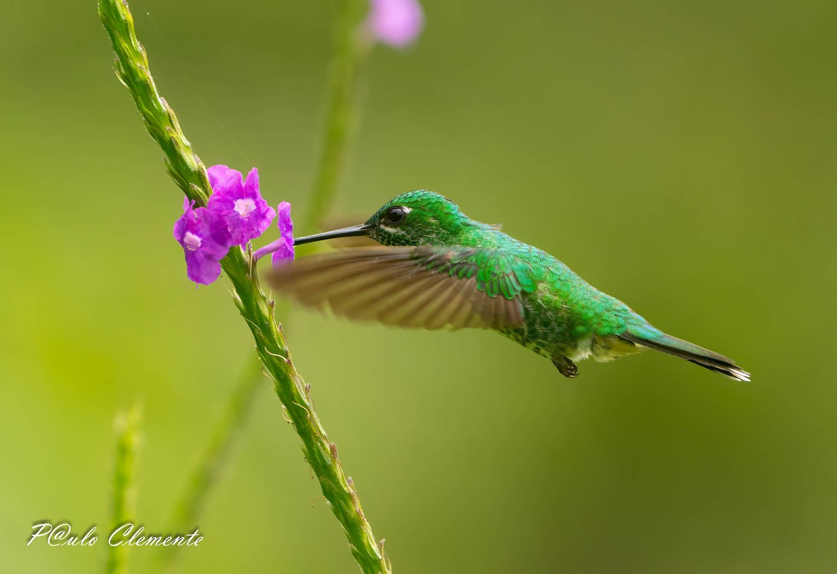 Rufous-vented Whitetip - ML639367860