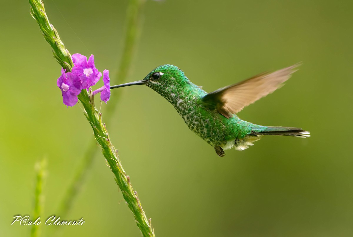 Rufous-vented Whitetip - ML639367861