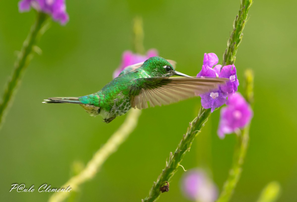Rufous-vented Whitetip - ML639367862