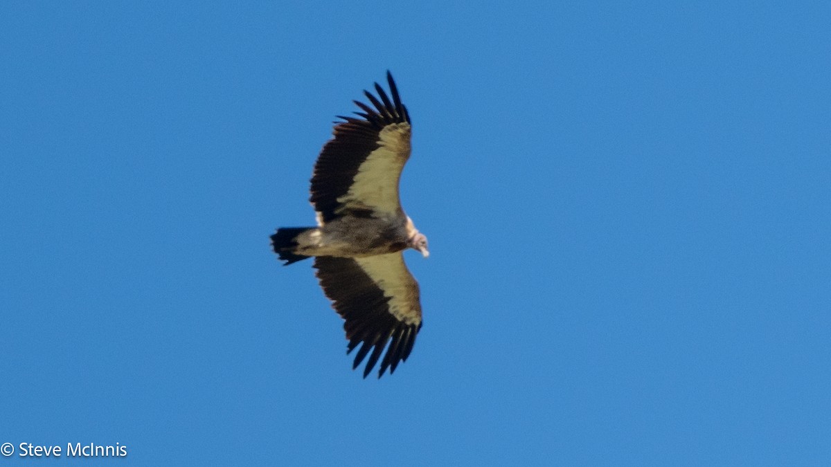 Himalayan Griffon - ML639367879