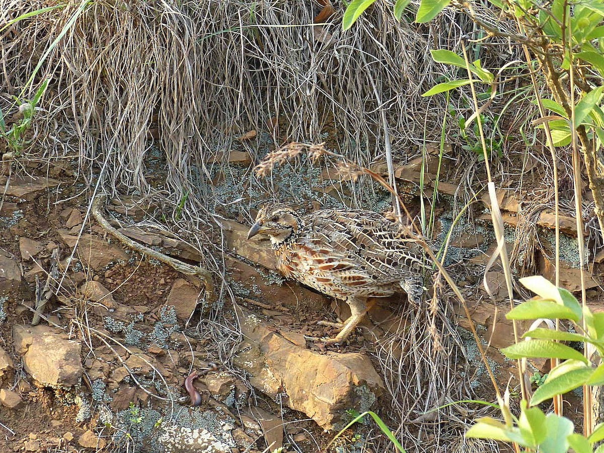 Shelley's Francolin - ML639368084