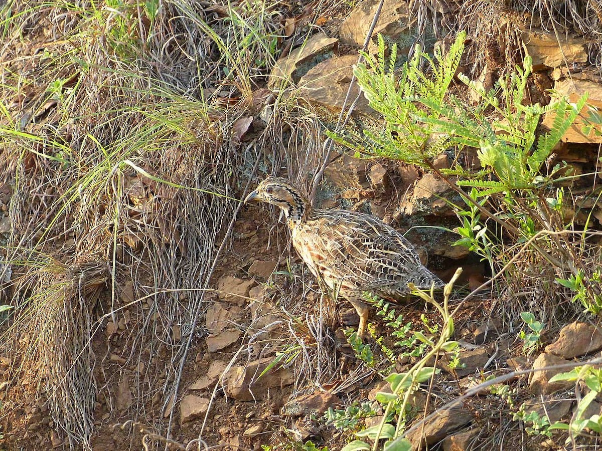 Shelley's Francolin - ML639368085