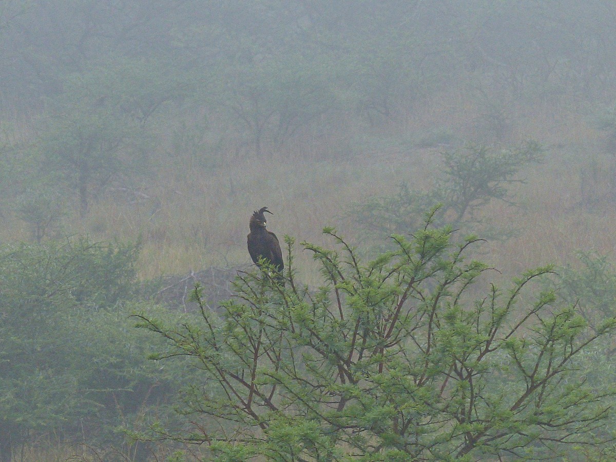 Long-crested Eagle - ML639368174