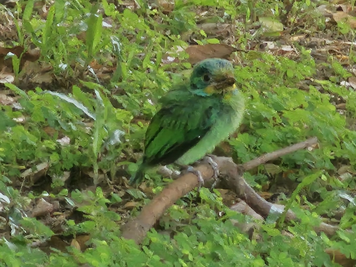 Barbu de Formose - ML639368180