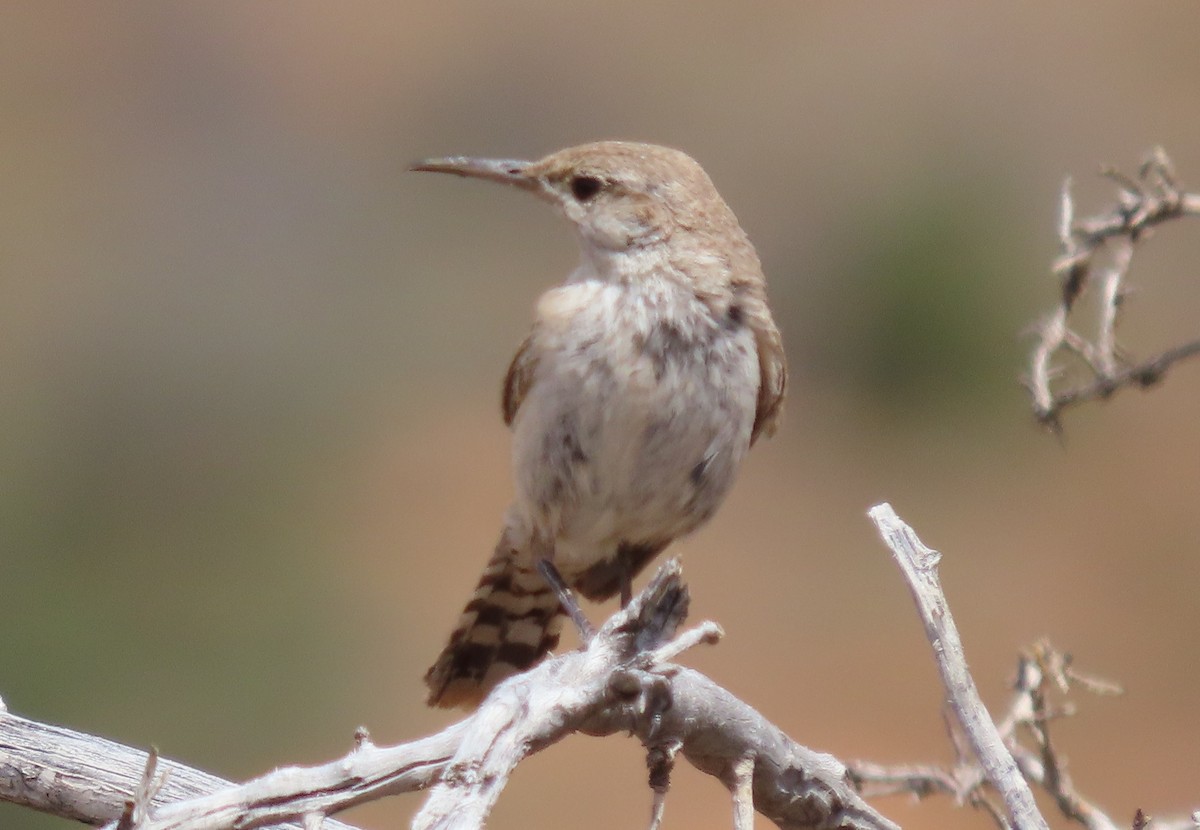 Rock Wren - ML639368262