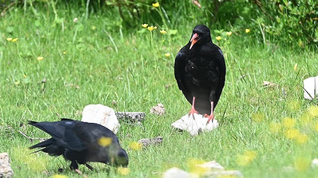 alpekråke (pyrrhocorax gr.) - ML639368283