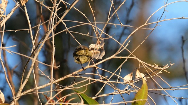 Southern Double-collared Sunbird - ML639368323