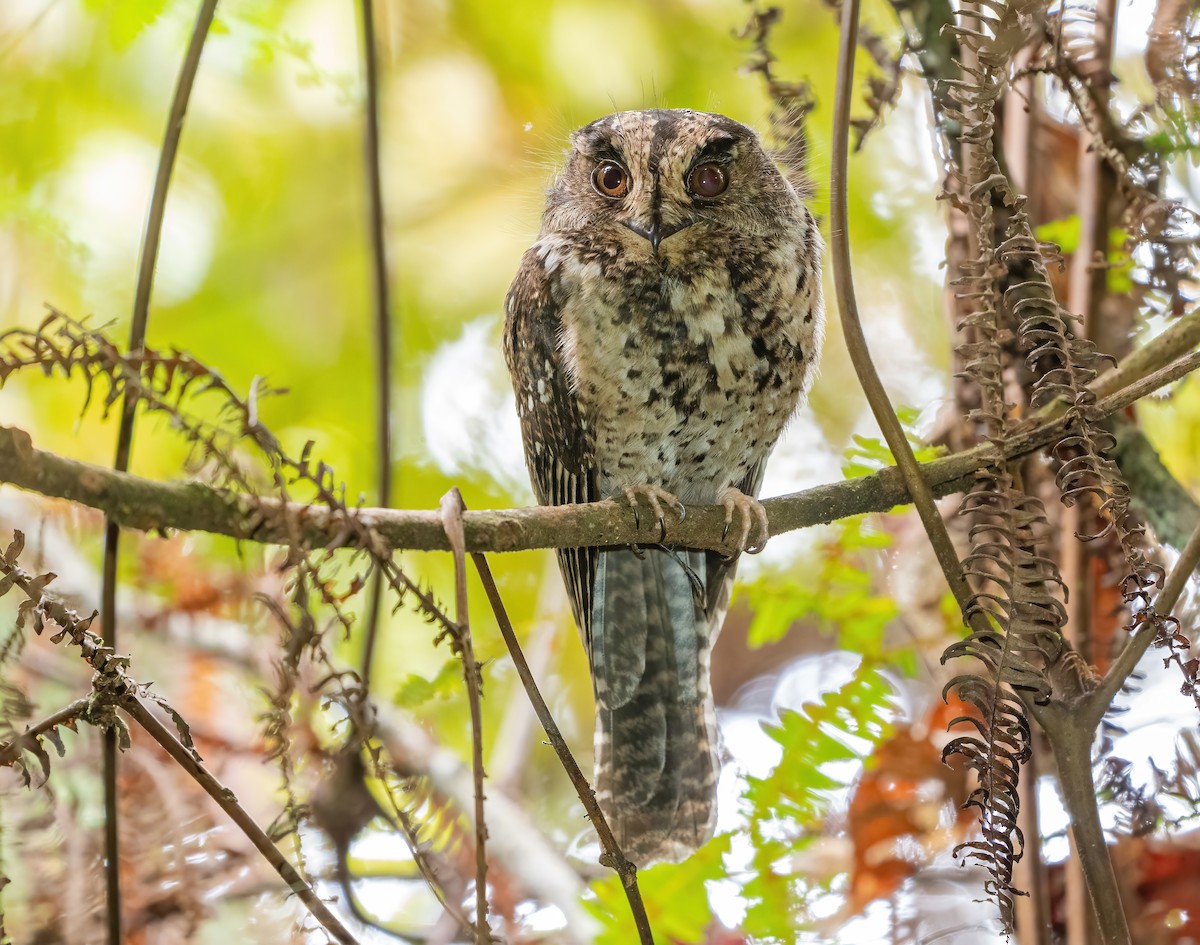Mountain Owlet-nightjar - ML639368331