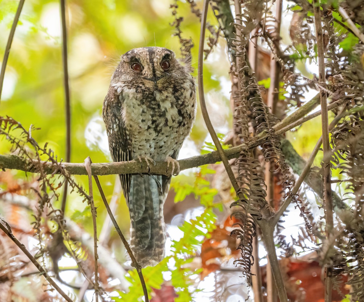 Mountain Owlet-nightjar - ML639368332