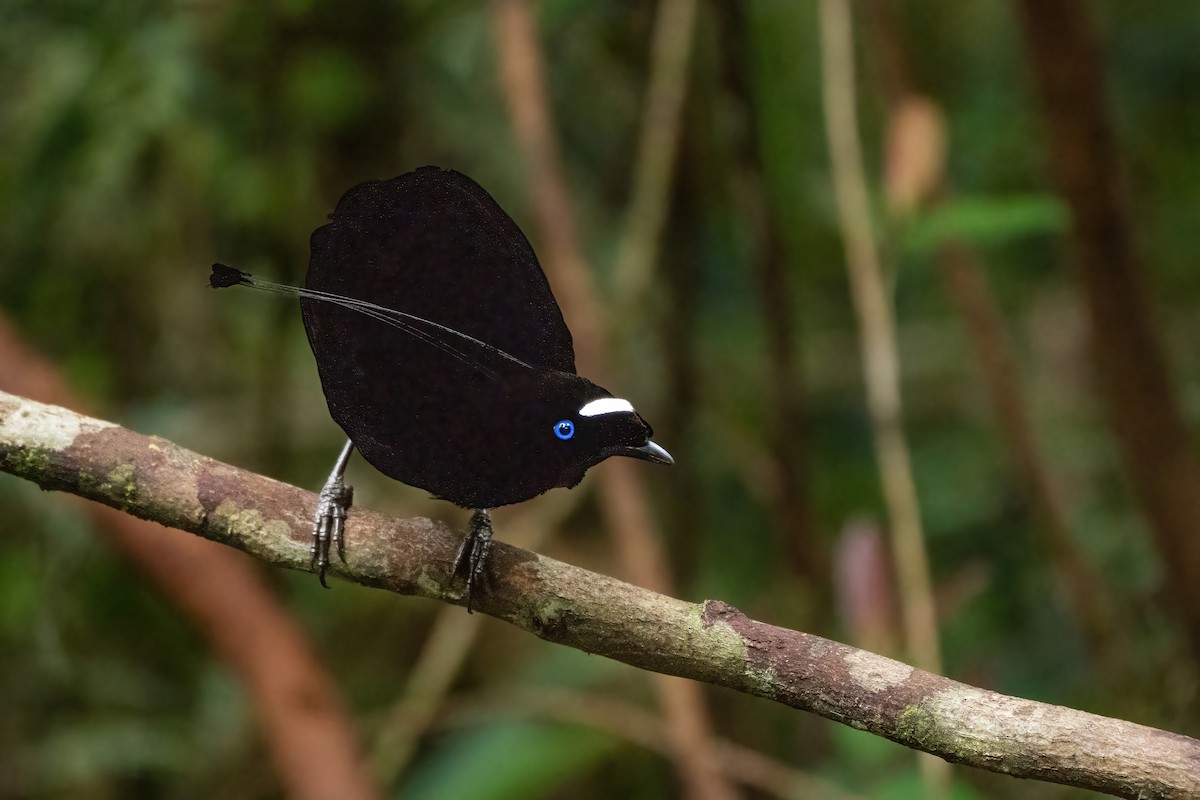 Western Parotia - ML639368345
