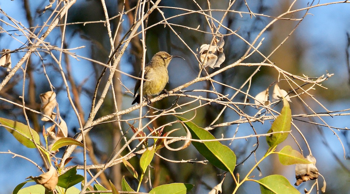 Southern Double-collared Sunbird - ML639368364