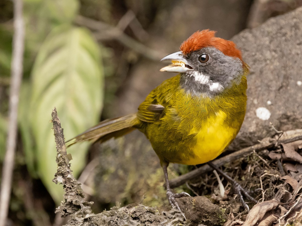 Sooty-faced Finch - ML639368384