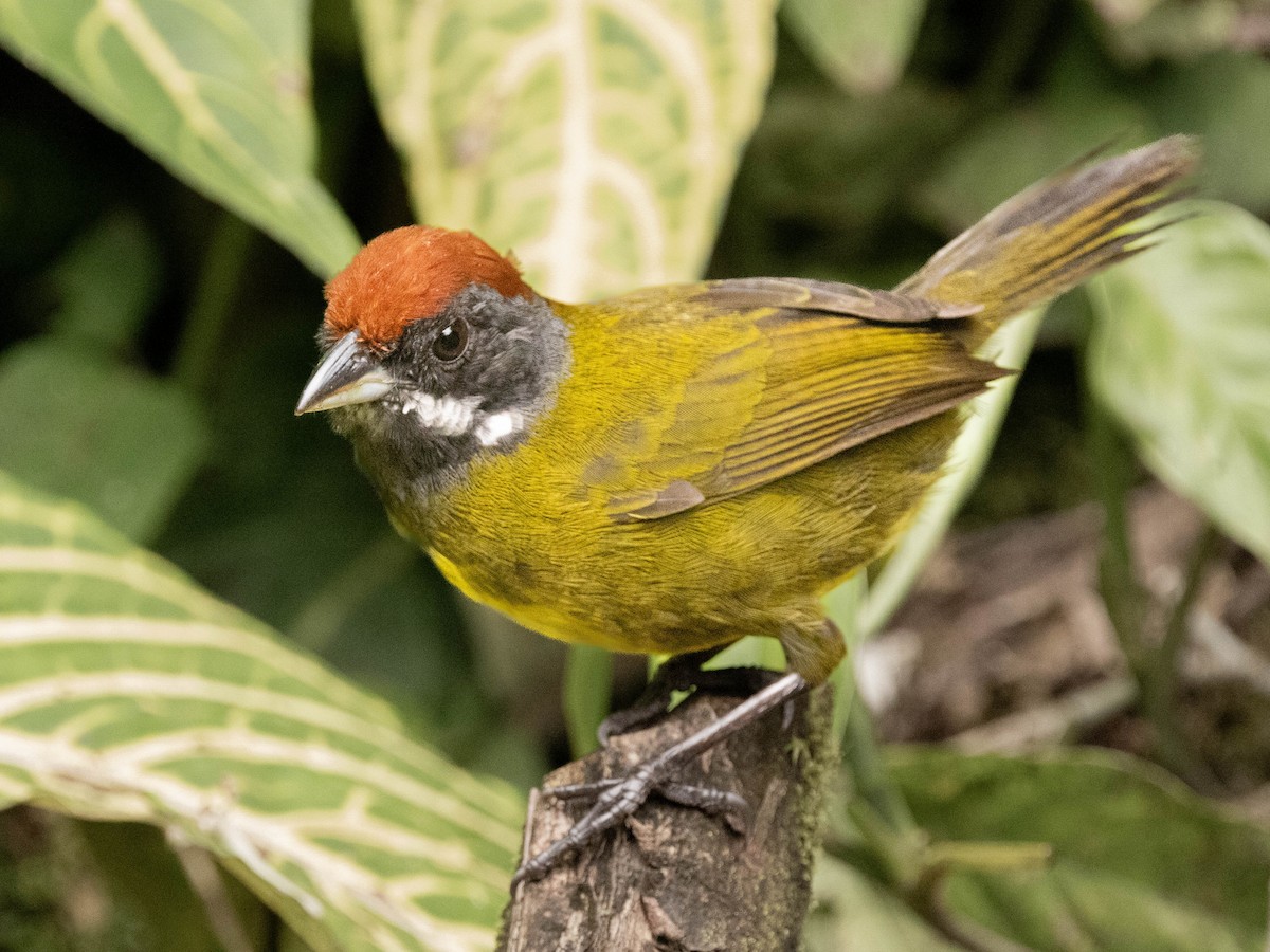 Sooty-faced Finch - ML639368387