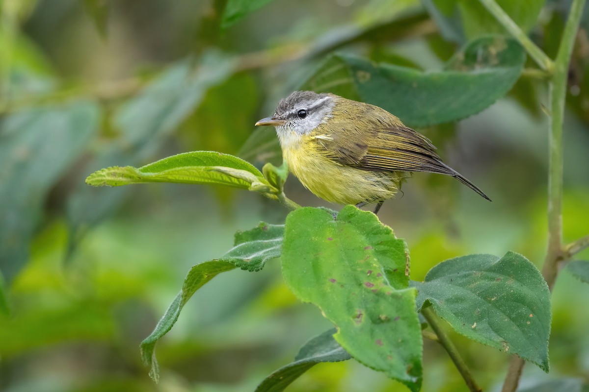 Island Leaf Warbler - ML639368396