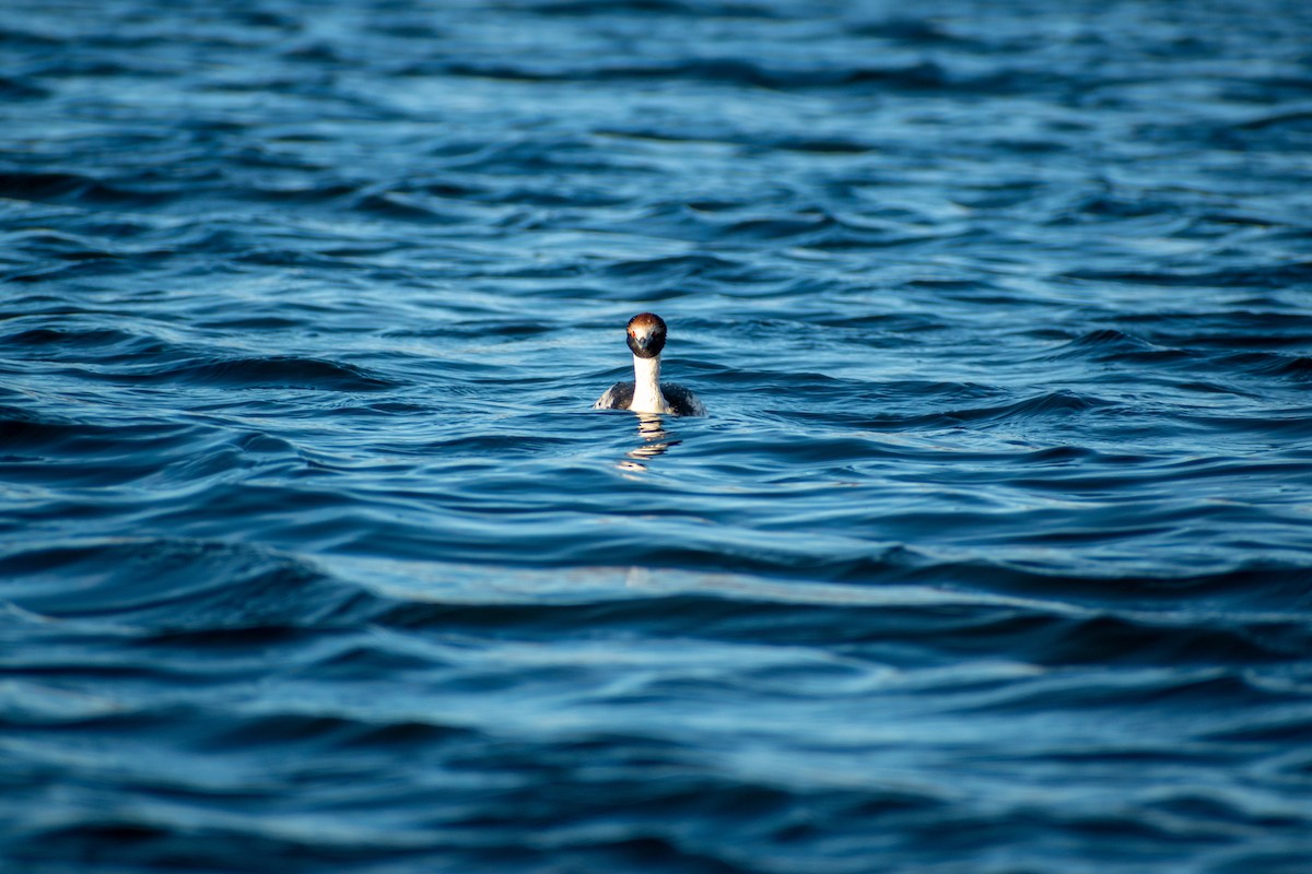 Hooded Grebe - ML639368397