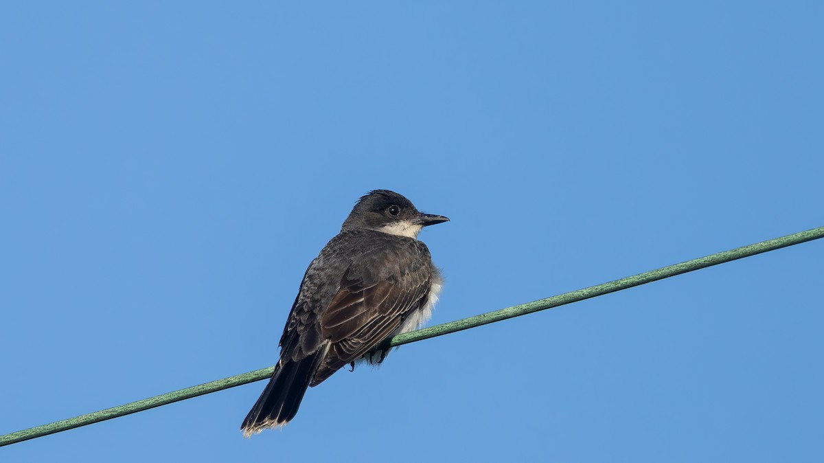 Eastern Kingbird - ML639368402