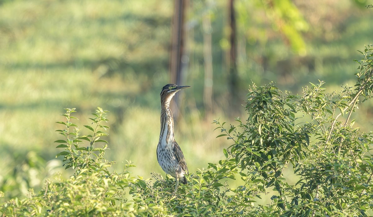 Green Heron - ML639368405