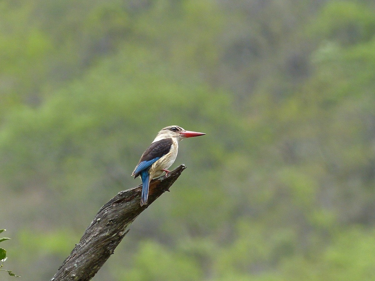 Brown-hooded Kingfisher - ML639368500