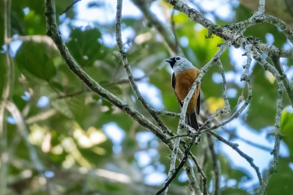 Black-winged Monarch - ML639368532