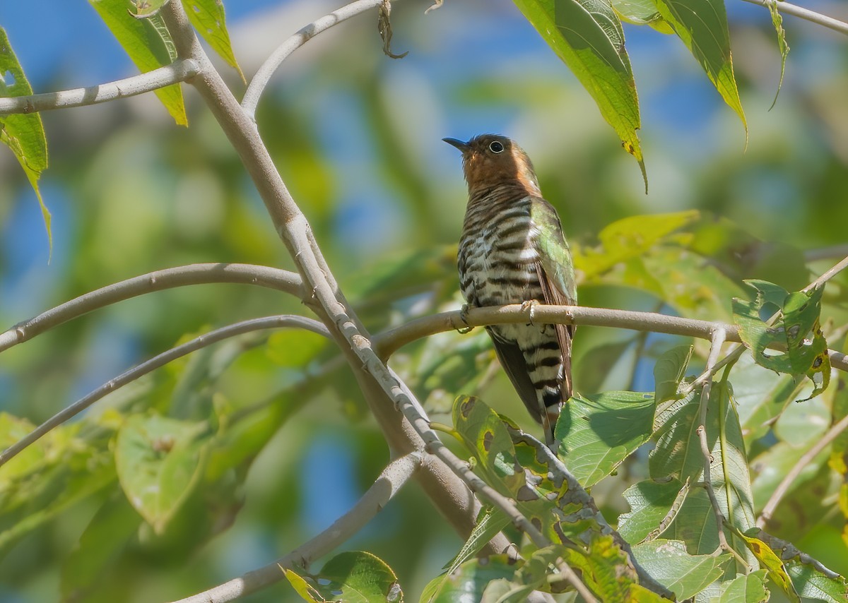 Rufous-throated Bronze-Cuckoo - ML639368573