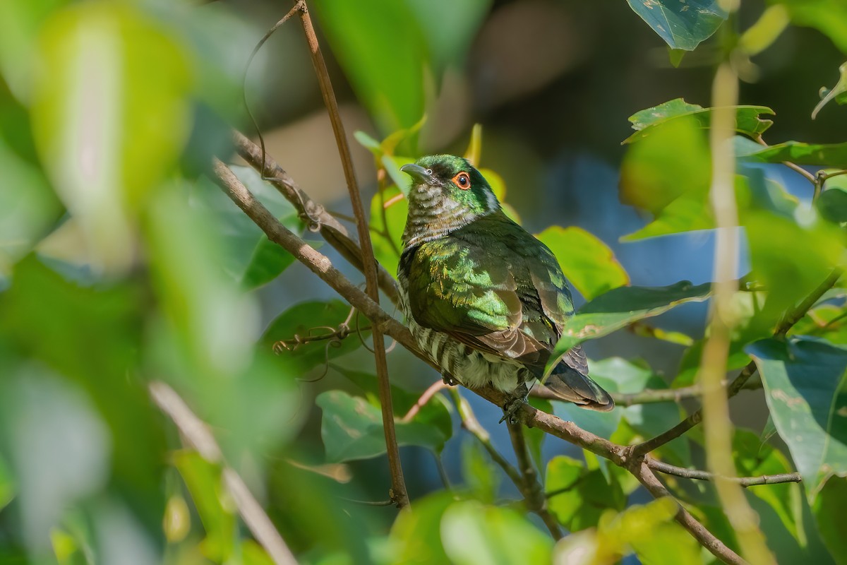 kukačka bělouchá - ML639368575