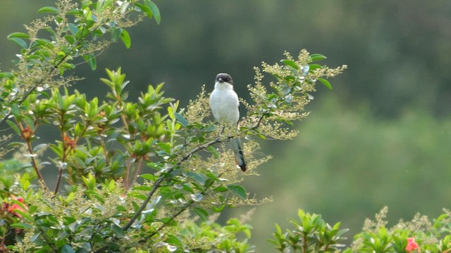 Southern Fiscal (Southern) - ML639368588