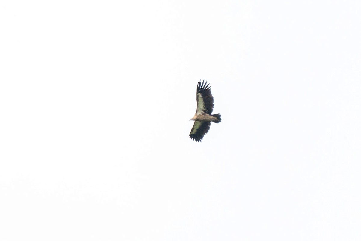 Himalayan Griffon - ML639368652