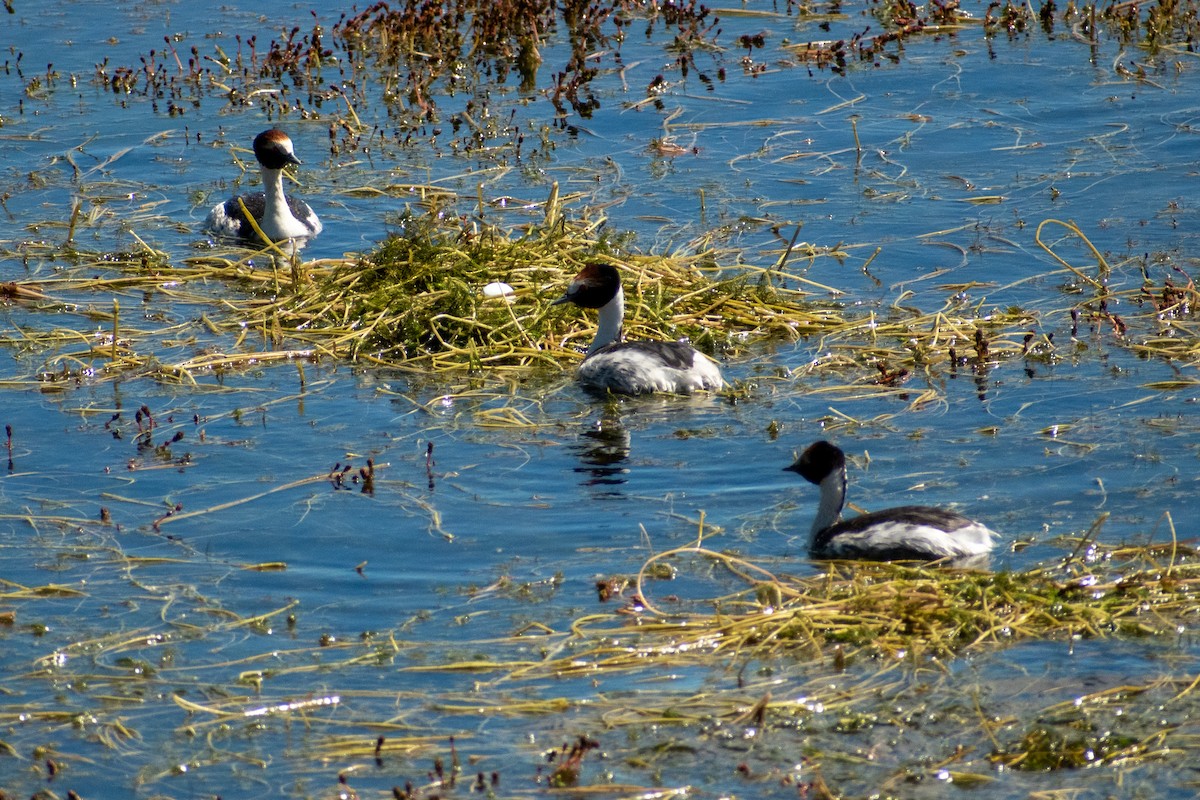 Hooded Grebe - ML639368661