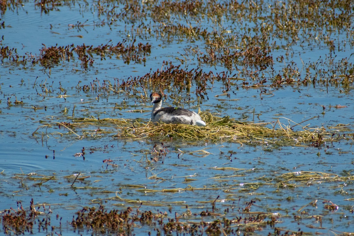 Hooded Grebe - ML639368662