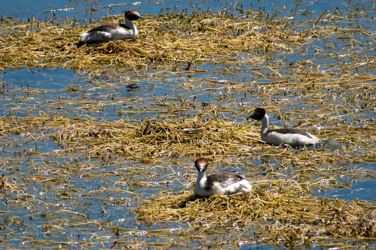 Hooded Grebe - ML639368663