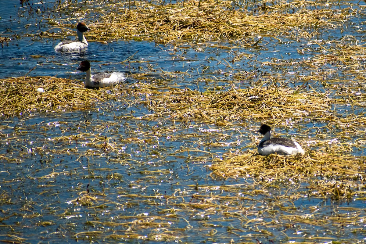 Hooded Grebe - ML639368664