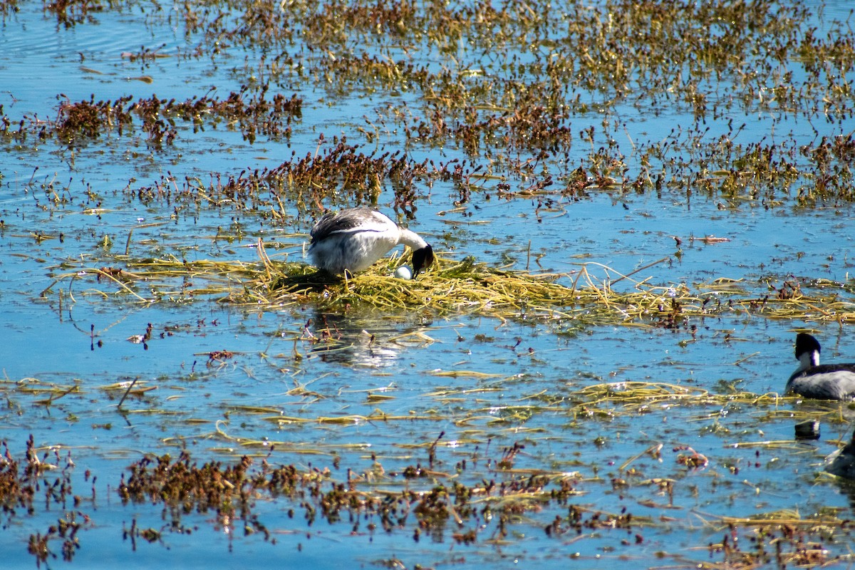 Hooded Grebe - ML639368665