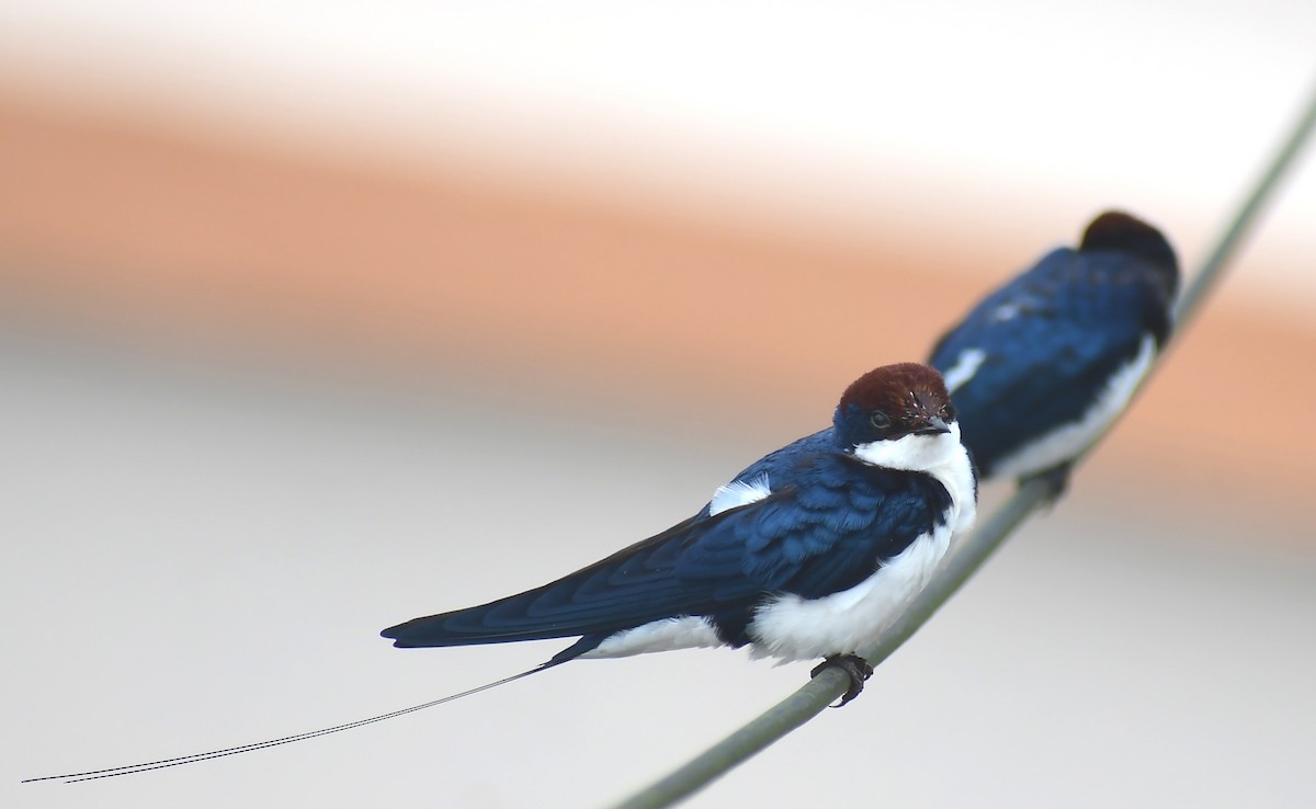 Wire-tailed Swallow - ML639368762