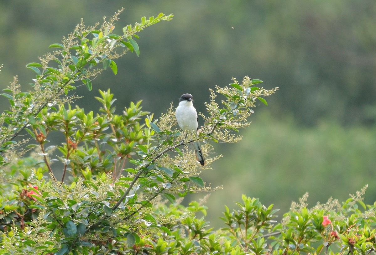 Southern Fiscal (Southern) - ML639368765