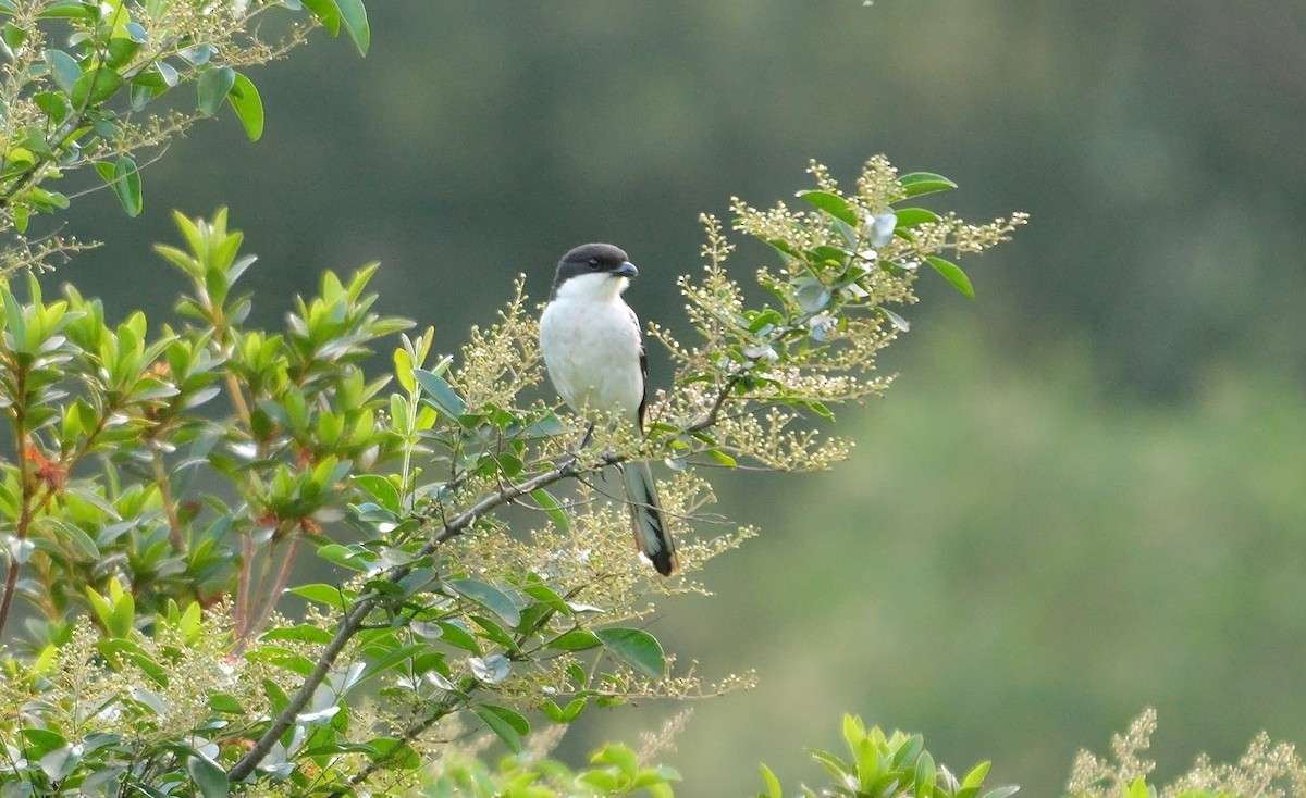 Southern Fiscal (Southern) - ML639368766